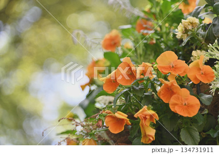 春の花 春の花 134731911