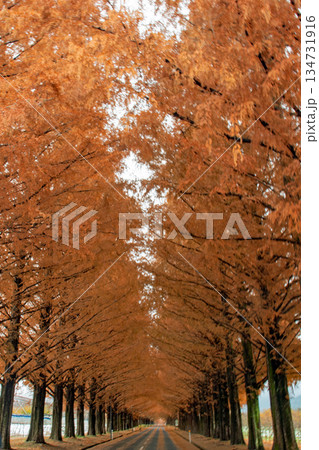 青空の下、紅葉が綺麗なメタセコイア並木 青空の下、紅葉が綺麗なメタセコイア並木 134731916