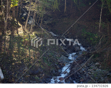 森の中の川 134731926
