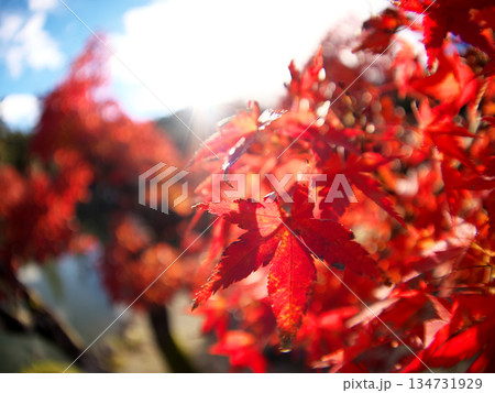 真っ赤な紅葉 134731929