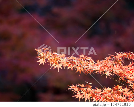 紅葉したモミジ 134731930