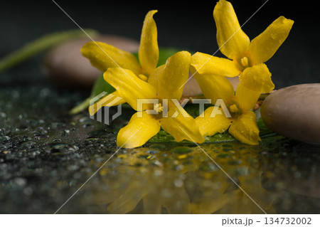 Forsythia blossoms with stones and water droplets, studio shot. 134732002