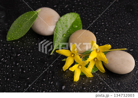 Zen still life with stones, yellow forsythia, and green leaves on a wet black surface 134732003