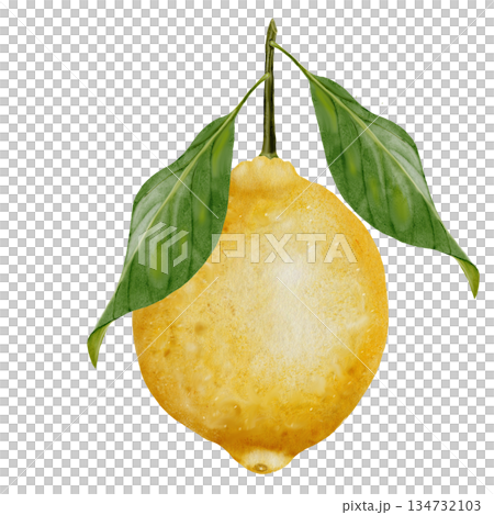 Lemon watercolor drawing. Hand drawn tropical sour fruit. Clip art of juicy yellow lime. Citrus on isolated white background. Ideal for logo and packaging of natural cosmetics, household chemicals and Lemon watercolor drawing. Hand drawn tropical sour fruit. Clip art of juicy yellow lime. Citrus on isolated white background. Ideal for logo and packaging of natural cosmetics, household chemicals and 134732103