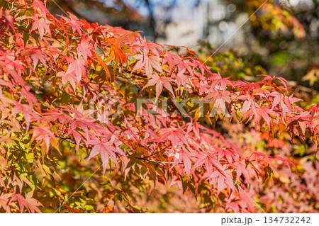 豊田市の大井平公園の紅葉(愛知県) 豊田市の大井平公園の紅葉(愛知県) 134732242