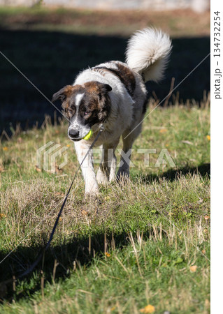Bulgarian Shepherd, Karakachan Dog Portrait Bulgarian Shepherd, Karakachan Dog Portrait 134732254