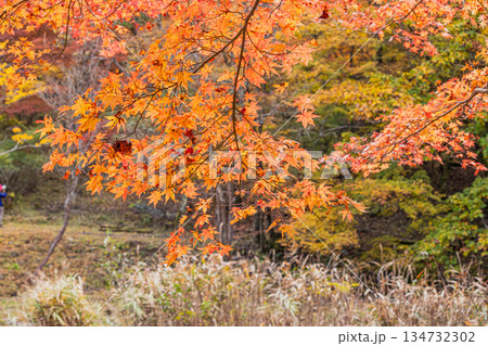 豊田市のタカドヤ湿地の風景(愛知県) 134732302