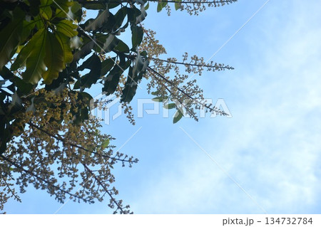 mango flower bloom at treetop and waiting rain for growth to be fruit on garden in summer with sky background 134732784