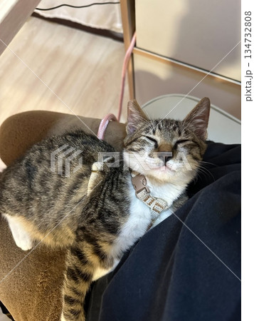 猫 ねこ ネコ 134732808