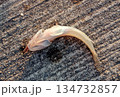 マハゼ、釣り上げられひっくり返りおなかの吸盤を見せてる 134732857