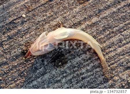 マハゼ、釣り上げられひっくり返りおなかの吸盤を見せてる 134732857