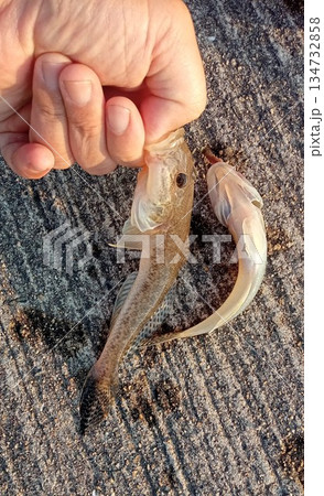落ちハゼ、産卵期のハゼ釣り 134732858