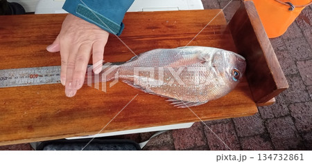 釣り大会でマダイの大きさを測る 釣り大会でマダイの大きさを測る 134732861