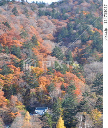 紅葉に包まれた中禅寺立木観音 134733057