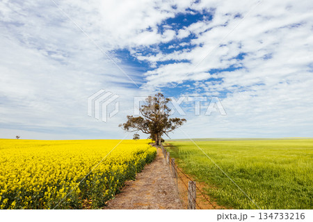 Fields of Canola in Victoria Australia Fields of Canola in Victoria Australia 134733216