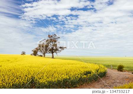 Fields of Canola in Victoria Australia Fields of Canola in Victoria Australia 134733217