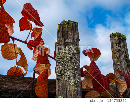 Autumn leaves on a wooden fence against a blue sky with clouds Autumn leaves on a wooden fence against a blue sky with clouds 134733252