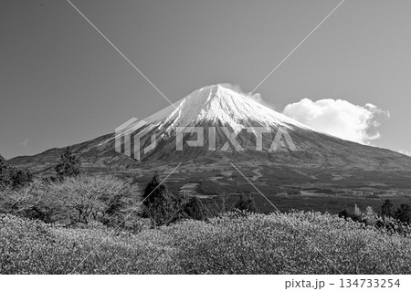 【静岡県】モノクロで撮った白糸自然公園のミツマタと富士山 134733254