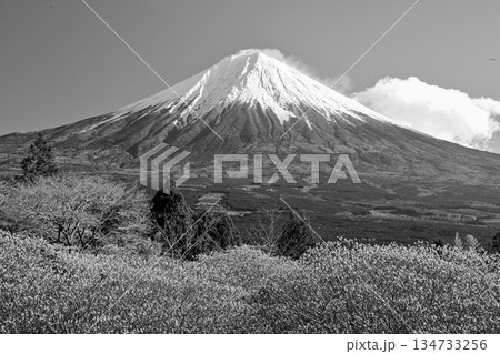 【静岡県】モノクロで撮った白糸自然公園のミツマタと富士山 【静岡県】モノクロで撮った白糸自然公園のミツマタと富士山 134733256