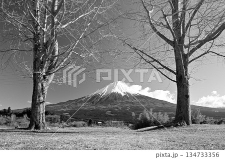 【静岡県】モノクロで撮った白糸自然公園のイチョウと富士山 【静岡県】モノクロで撮った白糸自然公園のイチョウと富士山 134733356
