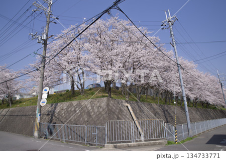 高槻市の桜 高槻市の桜 134733771