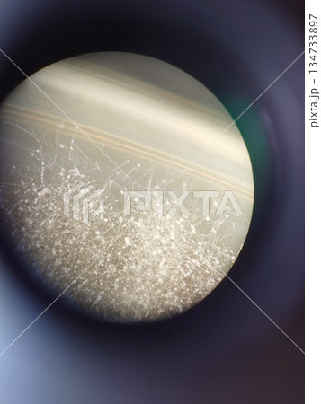 顕微鏡をのぞいてみたコウジカビ 134733897