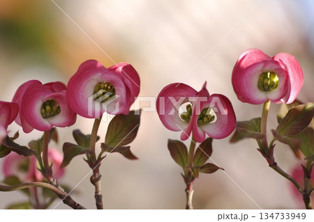 ハナミズキ2 134733949