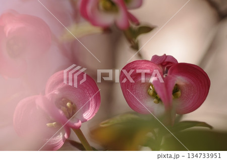 ハナミズキ4 ハナミズキ4 134733951