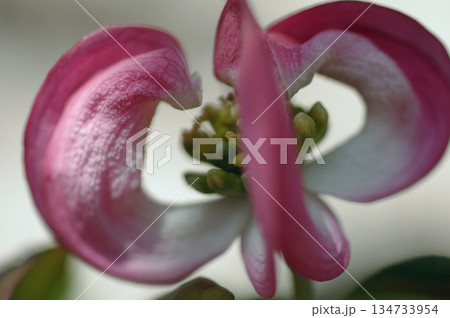 ハナミズキ7 134733954