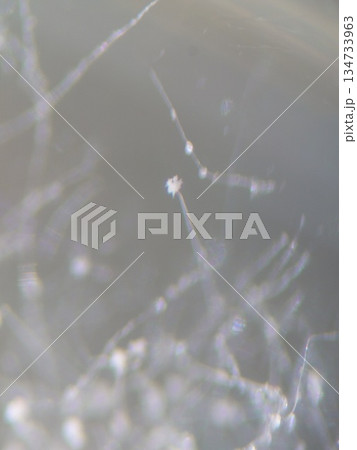 髪の毛の太さよりも細いコウジカビの菌糸 134733963