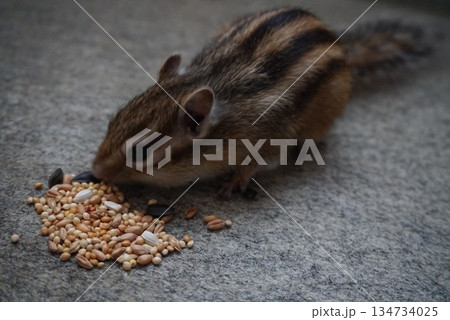 餌を食べるエゾシマリス 134734025