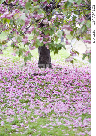 公園のサトザクラ(里桜)の花が散って地面がピンク色の絨毯のようです。学名はPrunus serrul 公園のサトザクラ(里桜)の花が散って地面がピンク色の絨毯のようです。学名はPrunus serrul 134734122