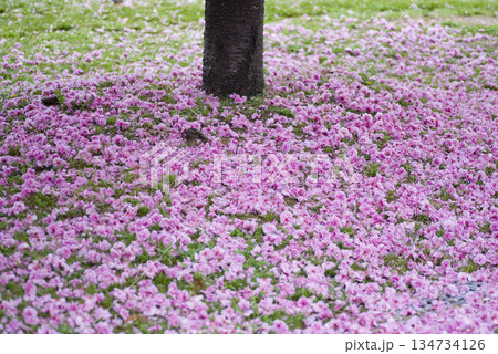 公園のサトザクラ(里桜)の花が散って地面がピンク色の絨毯のようです。学名はPrunus serrul 公園のサトザクラ(里桜)の花が散って地面がピンク色の絨毯のようです。学名はPrunus serrul 134734126