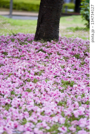 公園のサトザクラ（里桜）の花が散って地面がピンク色の絨毯のようです。学名はPrunus serrul 134734127