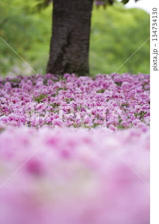 公園のサトザクラ(里桜)の花が散って地面がピンク色の絨毯のようです。学名はPrunus serrul 公園のサトザクラ(里桜)の花が散って地面がピンク色の絨毯のようです。学名はPrunus serrul 134734130