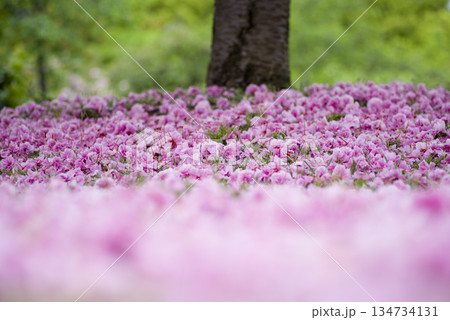 公園のサトザクラ（里桜）の花が散って地面がピンク色の絨毯のようです。学名はPrunus serrul 134734131
