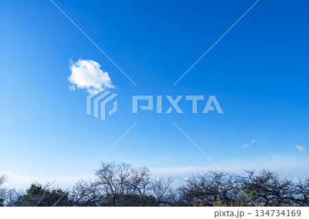 冬空と雲と木立 冬空と雲と木立 134734169