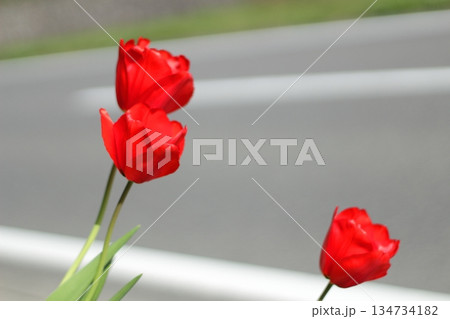 道端の赤いチューリップ 134734182