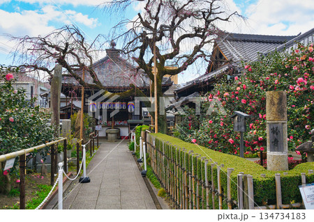 京都　地蔵院（椿寺）（京都府京都市北区） 134734183