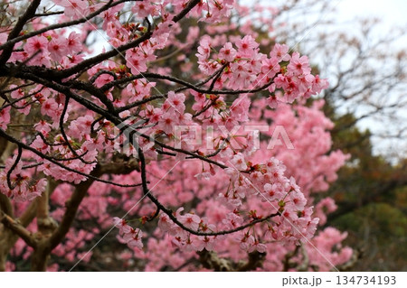 春の訪れを告げる河津桜 134734193