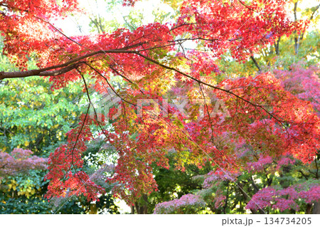 茅ヶ崎中央公園の紅葉 134734205