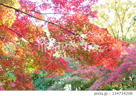 茅ヶ崎中央公園の紅葉 茅ヶ崎中央公園の紅葉 134734206