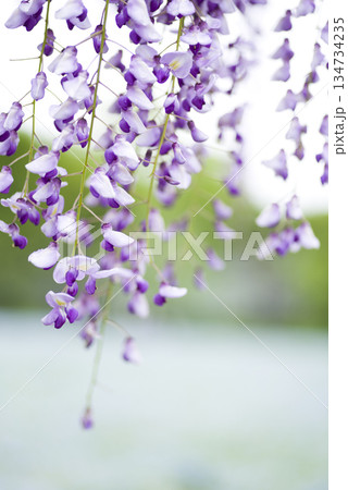 藤の花　紫色の藤の花が咲いています。学名はWisteria floribundaです。 134734235