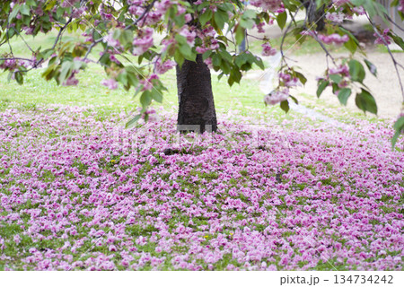 公園のサトザクラ(里桜)の花が散って地面がピンク色の絨毯のようです。学名はPrunus serrul 公園のサトザクラ(里桜)の花が散って地面がピンク色の絨毯のようです。学名はPrunus serrul 134734242