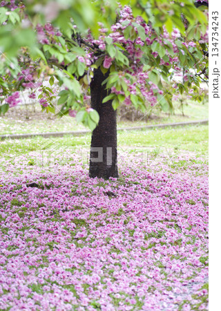 公園のサトザクラ(里桜)の花が散って地面がピンク色の絨毯のようです。学名はPrunus serrul 公園のサトザクラ(里桜)の花が散って地面がピンク色の絨毯のようです。学名はPrunus serrul 134734243