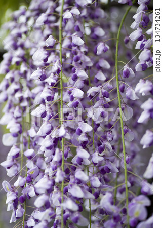 紫色の藤の花が咲いています。学名はWisteria floribundaです。 紫色の藤の花が咲いています。学名はWisteria floribundaです。 134734261