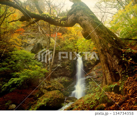 紅葉に染まる秋の滝 134734358