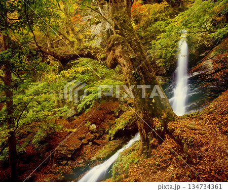 紅葉に映える滝 134734361