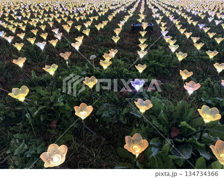 イルミネーションのお花畑 134734366