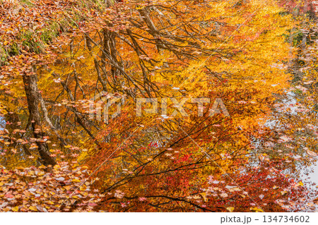 豊田市のタカドヤ湿地の水面の風景(愛知県) 134734602